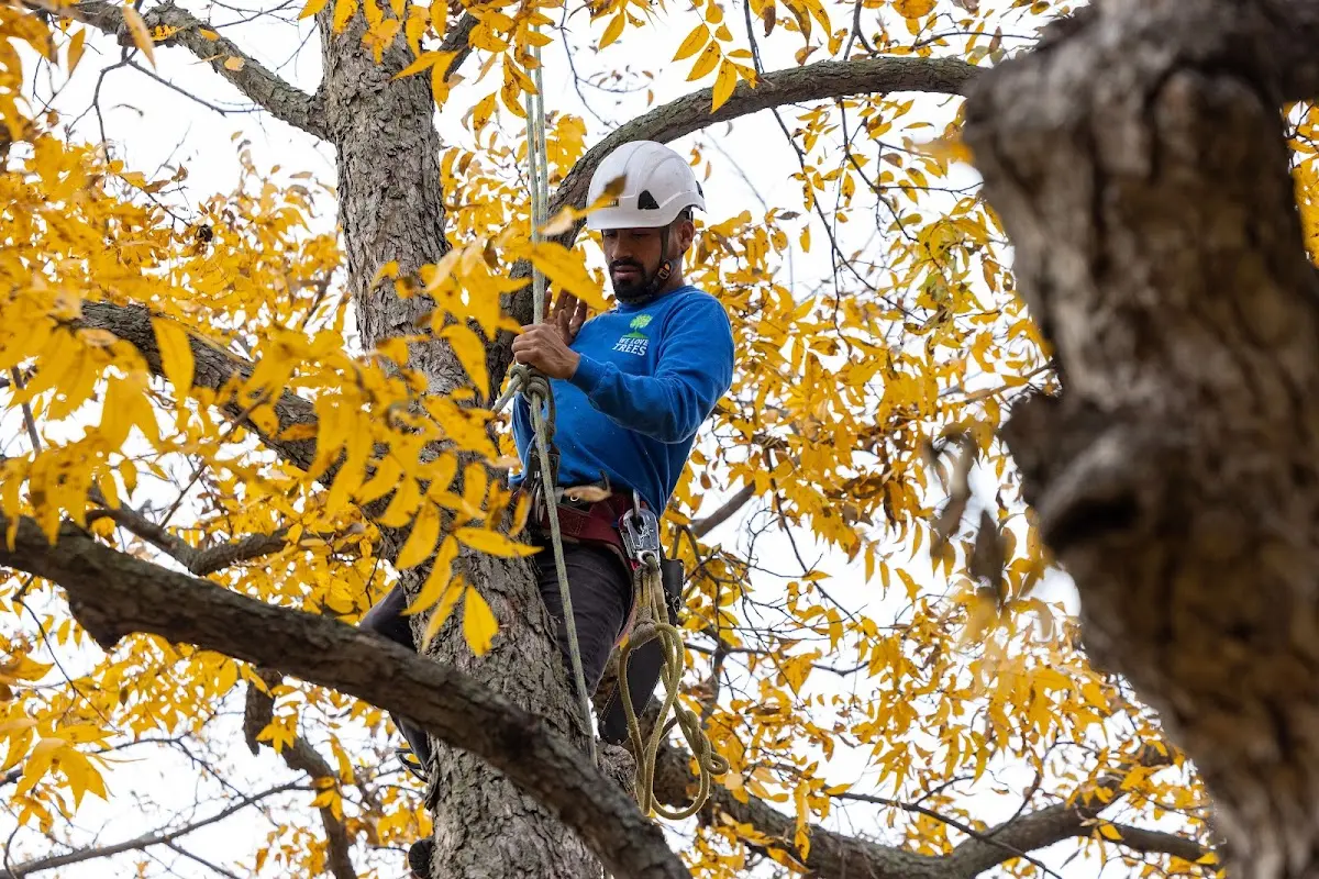 Skilled Emergency Tree Service crew working in Avinger